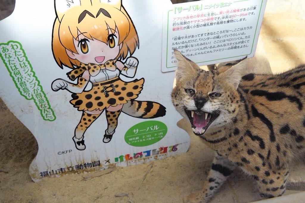 Serval Every Hour! (@servaleveryhr) on Twitter photo 