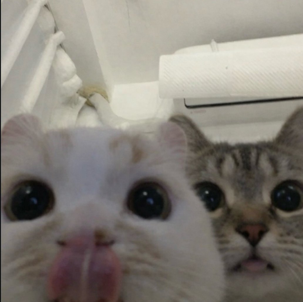 cats.jpg (@catsdotjpg) on Twitter photo 