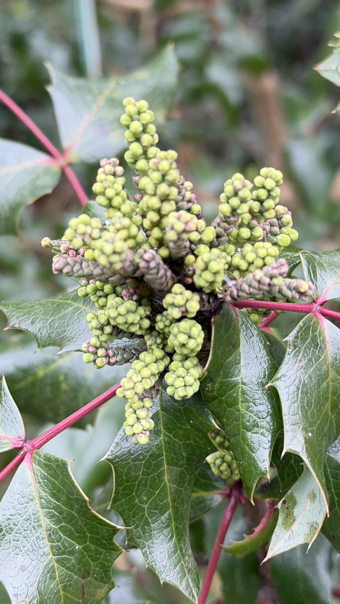 Amanda Boardman tweet media