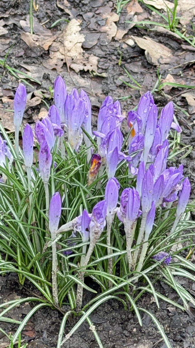 Amanda Boardman tweet media