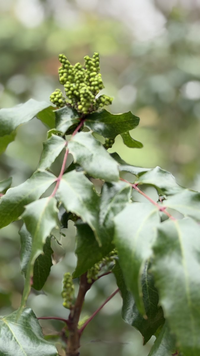 Amanda Boardman tweet media