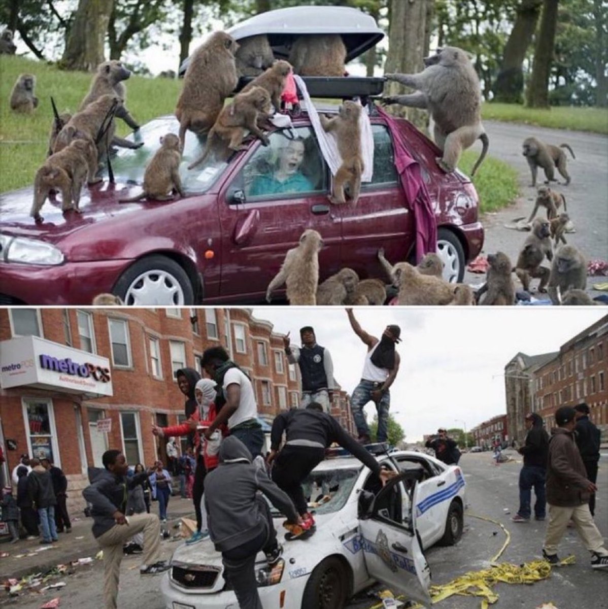 European Irredentist tweet media