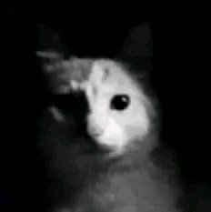 ☆.｡.:* 𝓘𝓼𝓪𝓫𝓮𝓵𝓵𝓮.｡.:*☆ tweet media