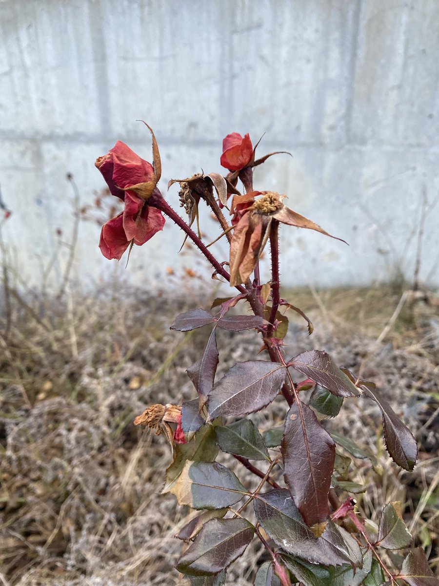 Sonia Zuccaro tweet media