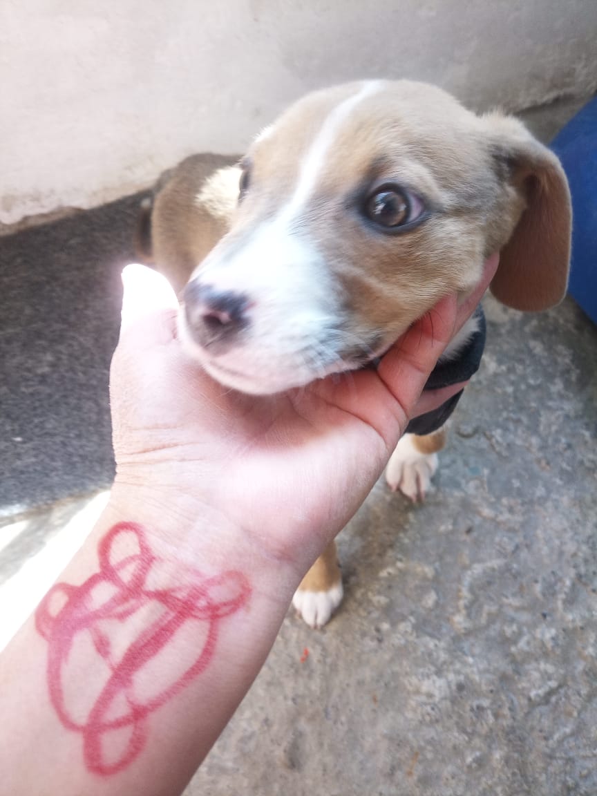 Buscamos una familia responsable para esta nena , será talla chica-mediana 
Es un amor de nena 
Se entrega vacunada , desparasitada y esterilizada 
Por favor 🙏🏼 
Comparte para que encuentre un hogar 
Wats 5548724247 
Si no puedes adoptar dona un poquito de alimento para cachorro