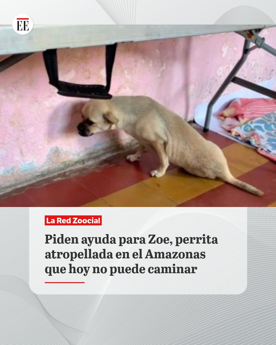 #EE | Zoe fue atropellada y sufrió fracturas en la cadera y una de sus patas. Aunque está estable, necesita una cirugía urgente.
ok.me/LCVO1👇🔗