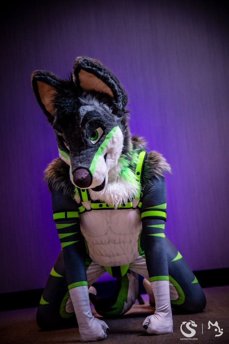 Rayzar Wolf Spicy ed. 🔜 2Dance🔜EF2026 tweet media