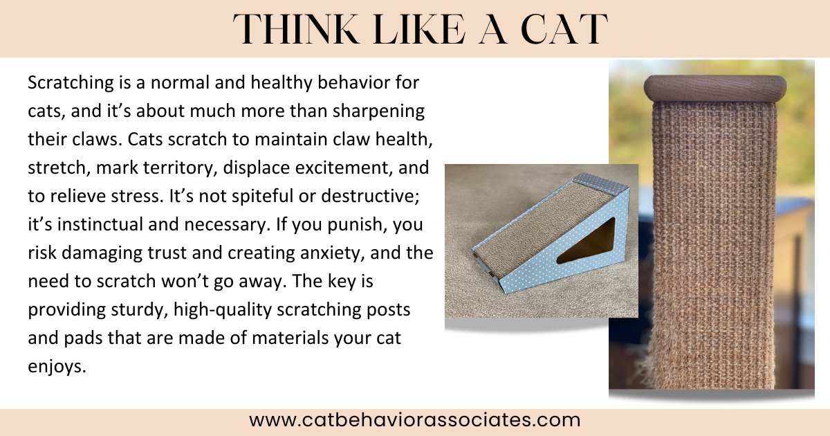 Pam Johnson-Bennett tweet media