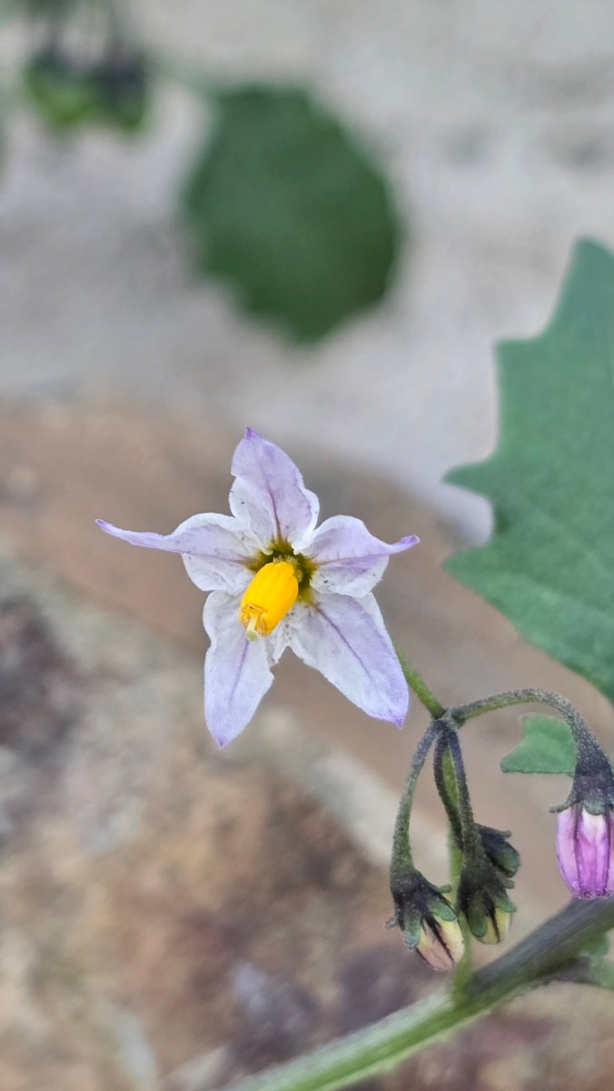 الثلثان:نبات حولي،.الفصيلة الباذنجانية. تتفرع النبتة عدة أغصان ،الاوراق بيضاوية غير متقابلة,مسننة الحواف. الازهار بيضاء خماسية يتوسطها تاج أصفر،الثمار خضراء ثم تحمر. اسمائها: الثلثان وهو العربي الفصيح كما في المصادر، الرجعة،حب العداد،خوط الوحر
يدخل في علاج الثاليل في الطب الشعبي