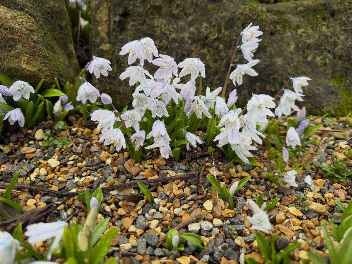 Timothy_Hughes's tweet image. Kew Gardens @kewgardens #kewgardens #kew #london  #botanicalgardens #gardens instagr.am/p/DUoM4G5Dn8b/