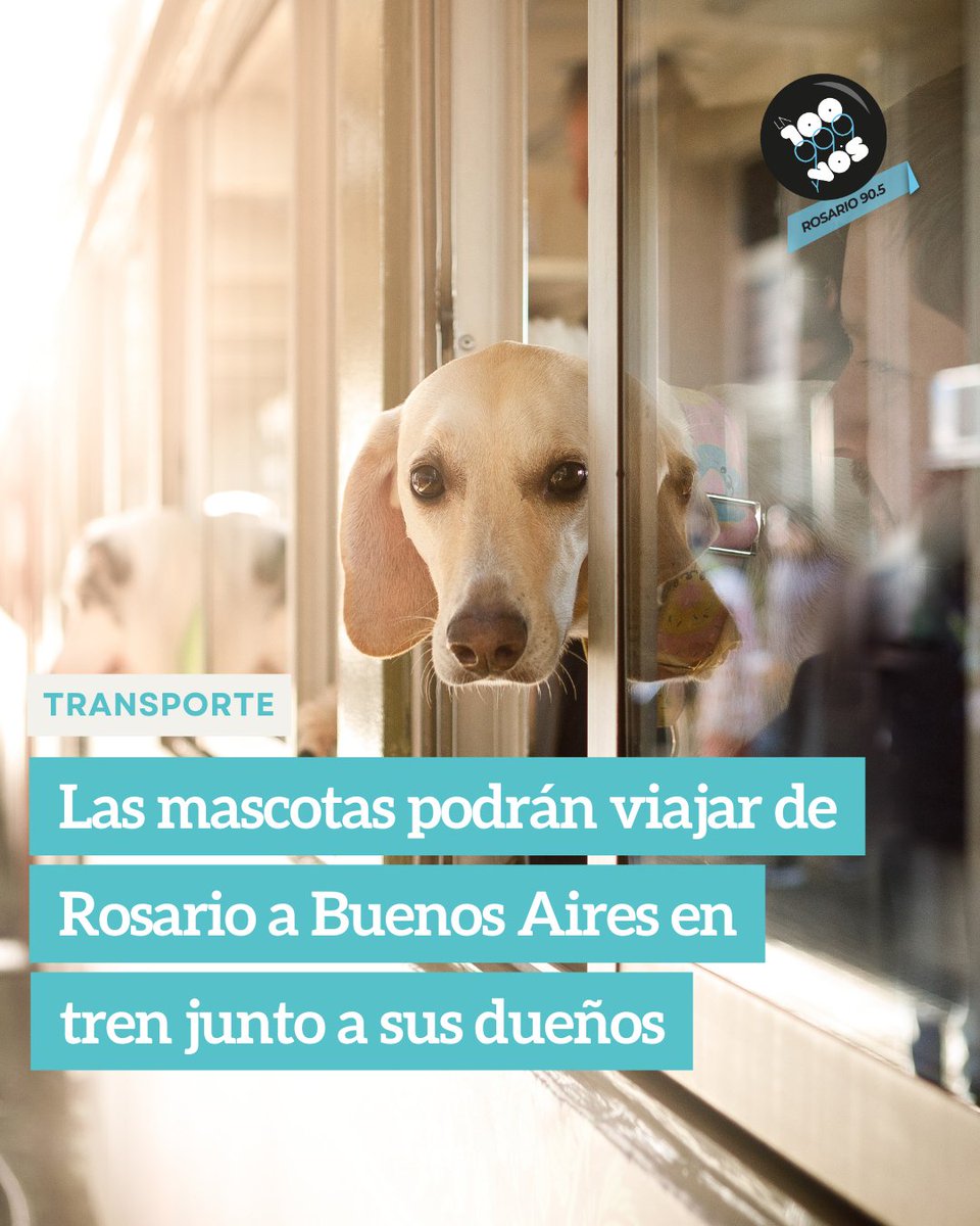 👉La Secretaría de Transporte habilitó la posibilidad de traslado de perros o gatos mayores a tres meses en los servicios de larga distancia.