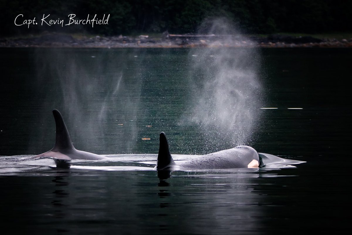 lostinalaska's tweet image. Sometimes…

ORCA. 🖤🤍

And when it happens, you never forget it.

Book your adventure today:

👉 lostinalaskaadventures.com

#AlaskaCruise

#AlaskaCruiseExcursions

#AlaskaCruiseLife

#CruiseAlaska

#AlaskaCruiseTips

 #JuneauAlaska

#JuneauCruise

#JuneauExcursions