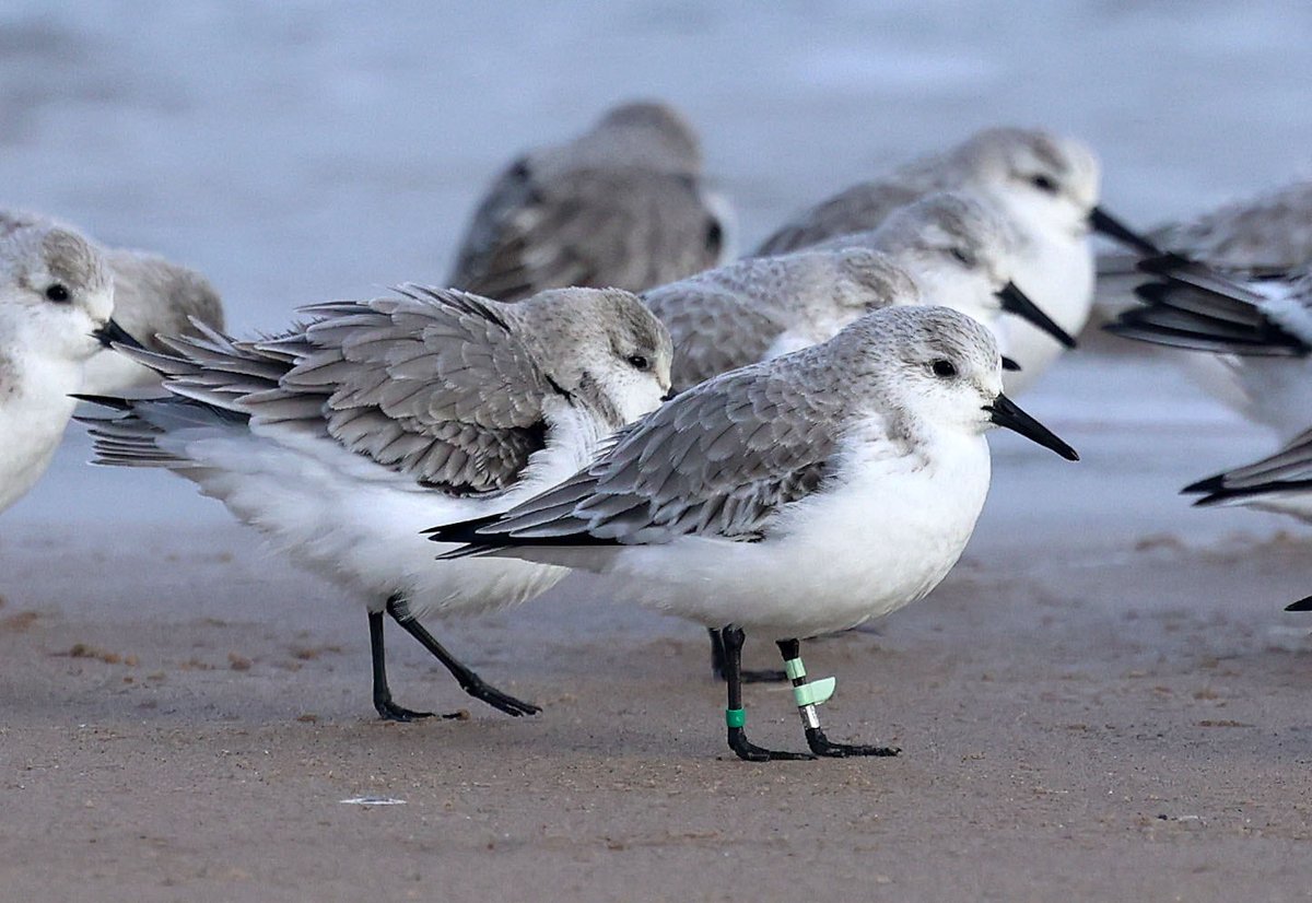 Natural Newbiggin tweet media