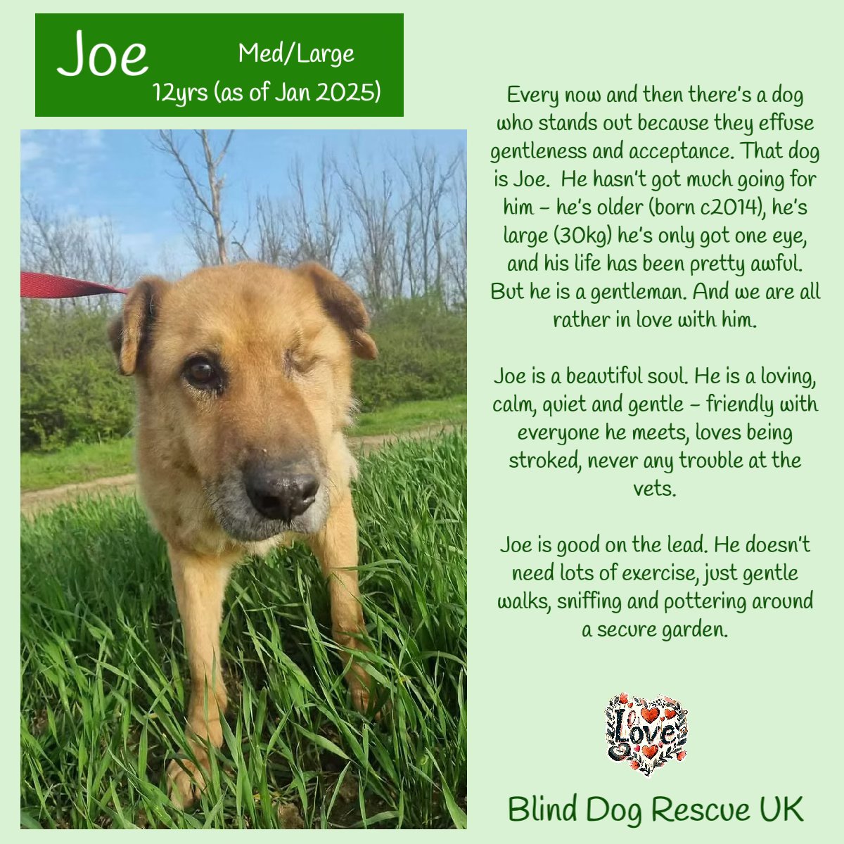 JOE doesn't have an awful lot going for him - he's an older gent born in 2014, he only has one eye, &amp; his life has been pretty terrible. Oh &amp; he's a big lad too weighing 30kg - but Joe is a real gent &amp; his rescue folks are all in love with him. He is a beautiful soul, calm,