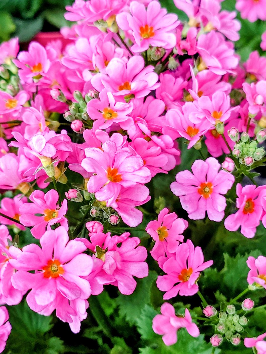 かっぱプロジェクト【公式】 (@Kappa002S) / Posts / X