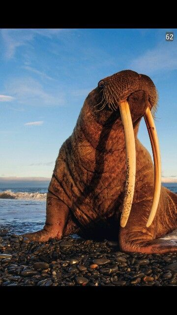 RadicalCath's tweet photo. @WeirdMedieval Walrus (Danish hvalros, "sea horse") https://t.co/4Vpzpljyeo