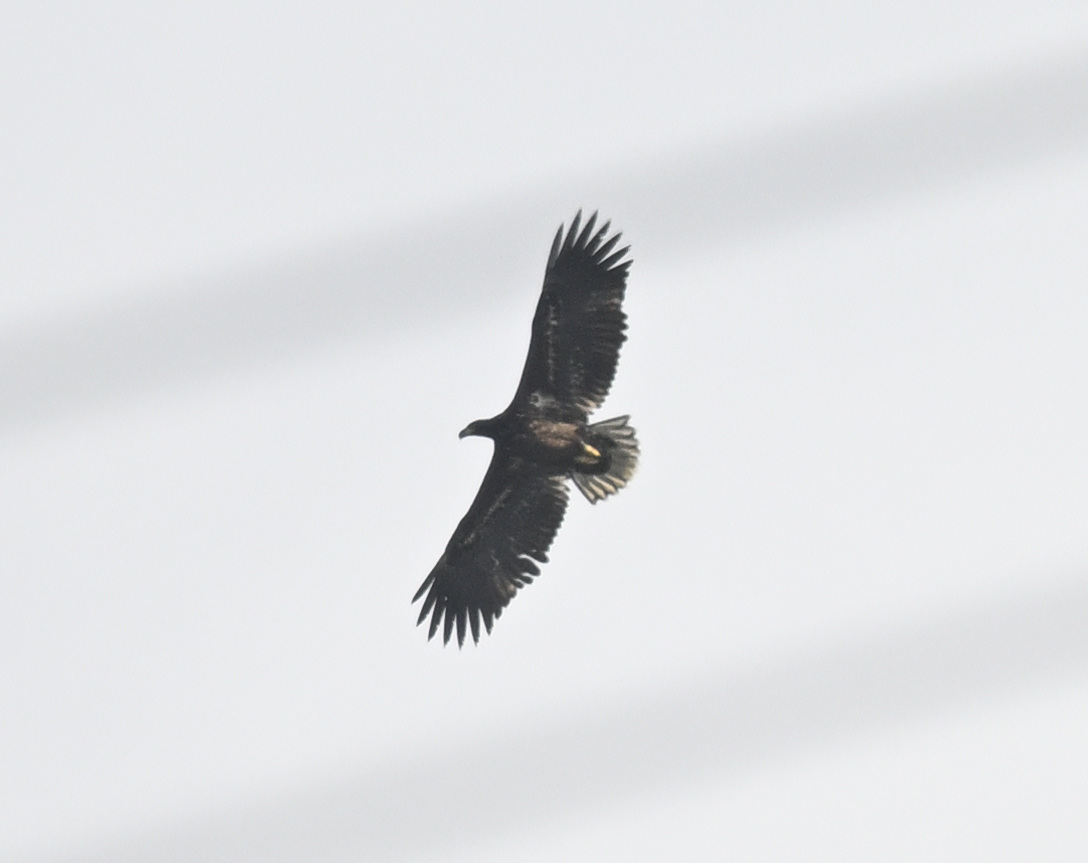 Dorset Bird Tours tweet media
