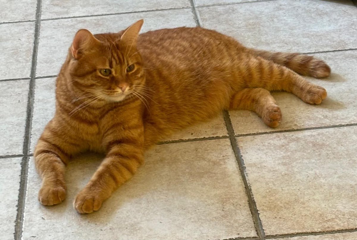 Ricevo da Cuneo,Quanto è bellino?? 
Gli stiamo cercando casa evitandogli il gattile, passando così da famiglia a famiglia.  
Kiru è un micione simpatico, molto buono ed abituato alla vita d'appartamento! 
Età: circa 3 anni 
X info 3491445712