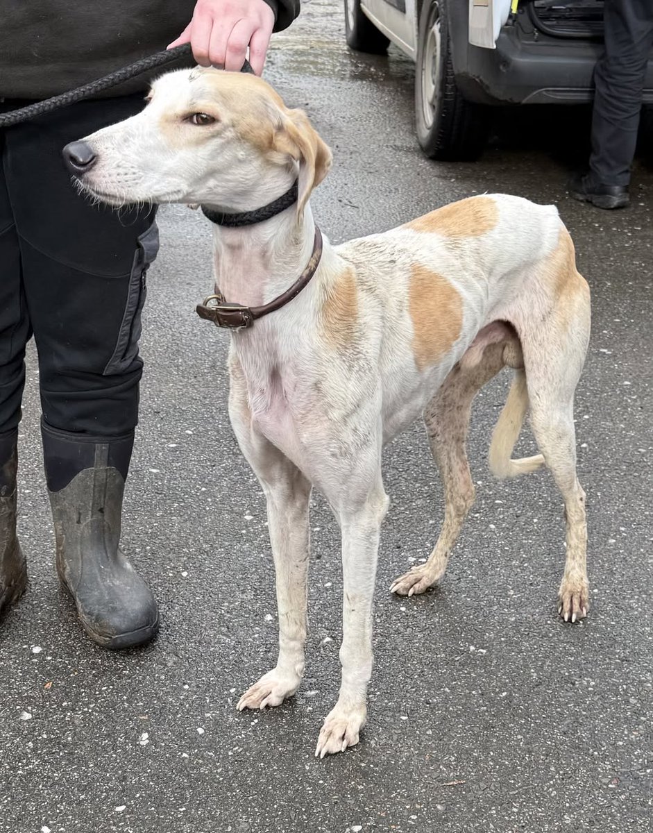 Animal Adoptions UK 🐕‍🦺🐈🐎❤️ tweet media