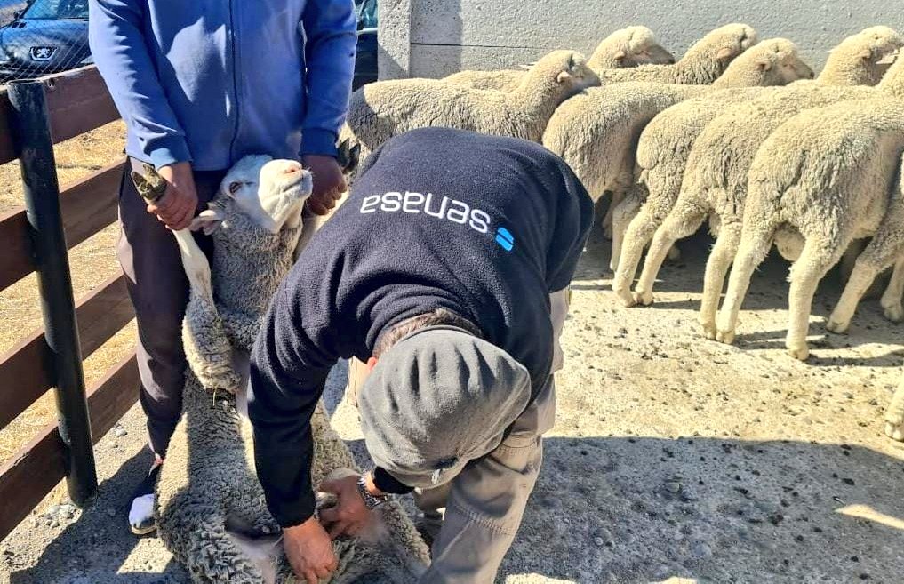 Senasa Argentina tweet media