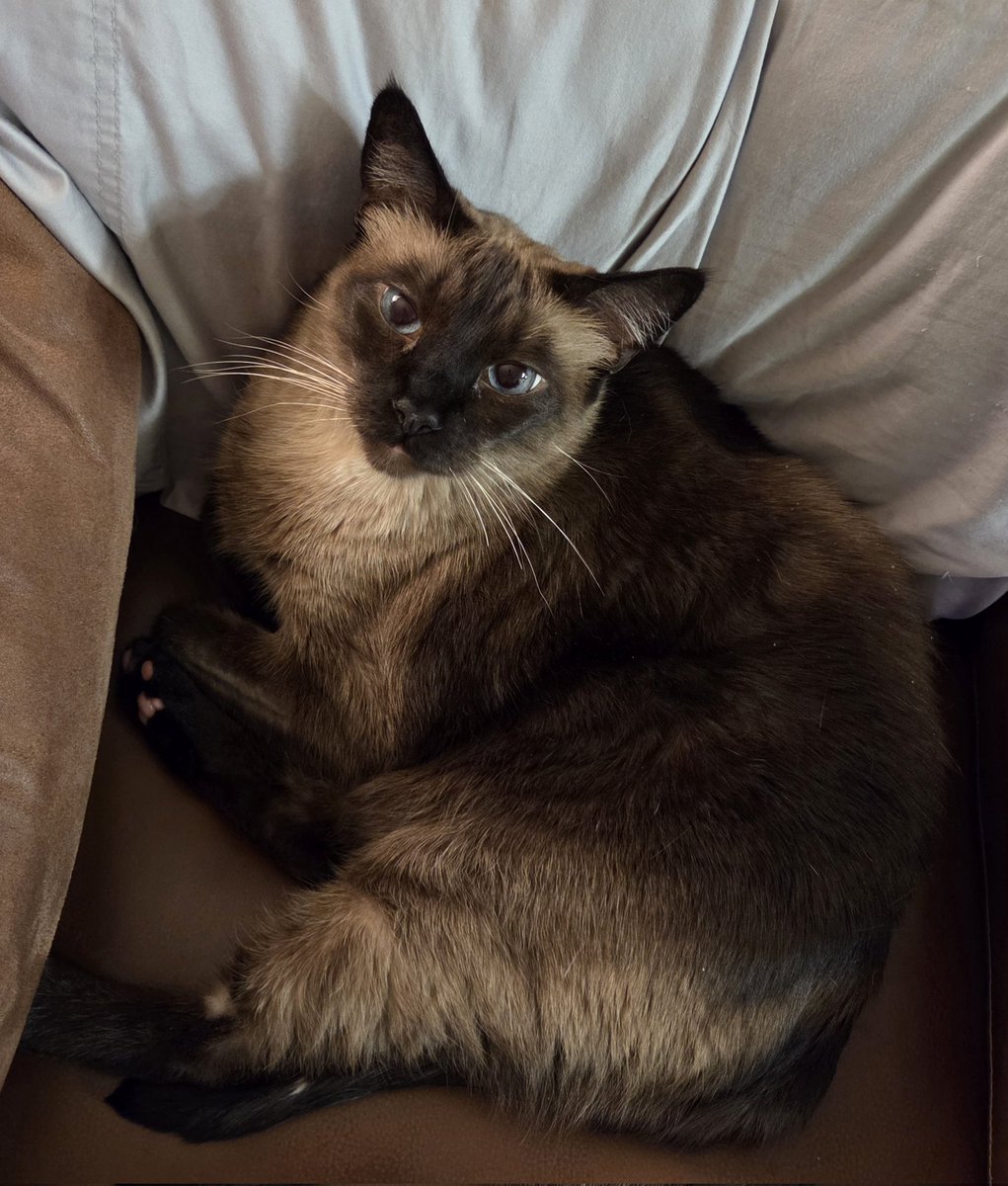 Mama said I have good looking whiskers for #WhiskersWednesday 
Have a nice day! ❤️😻 Simba 😻❤️