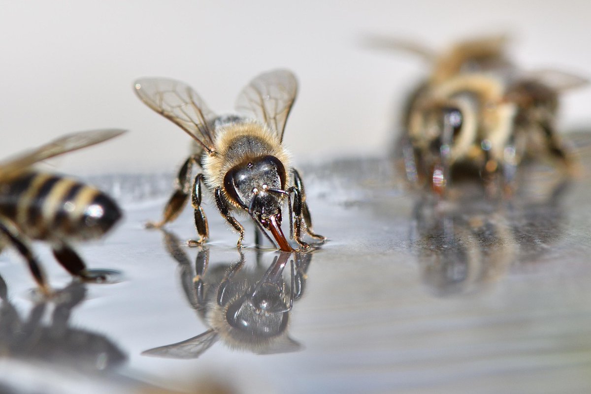 SilverBirchPres's tweet photo. "Bees," poem by Yvette Viets Flaten (BUGS & INSECTS Series): https://t.co/pTodkFyelu
#bees #poetry #WisconsinPoets #poems #poets #naturepoems #summerpoems https://t.co/aPRte47uFL