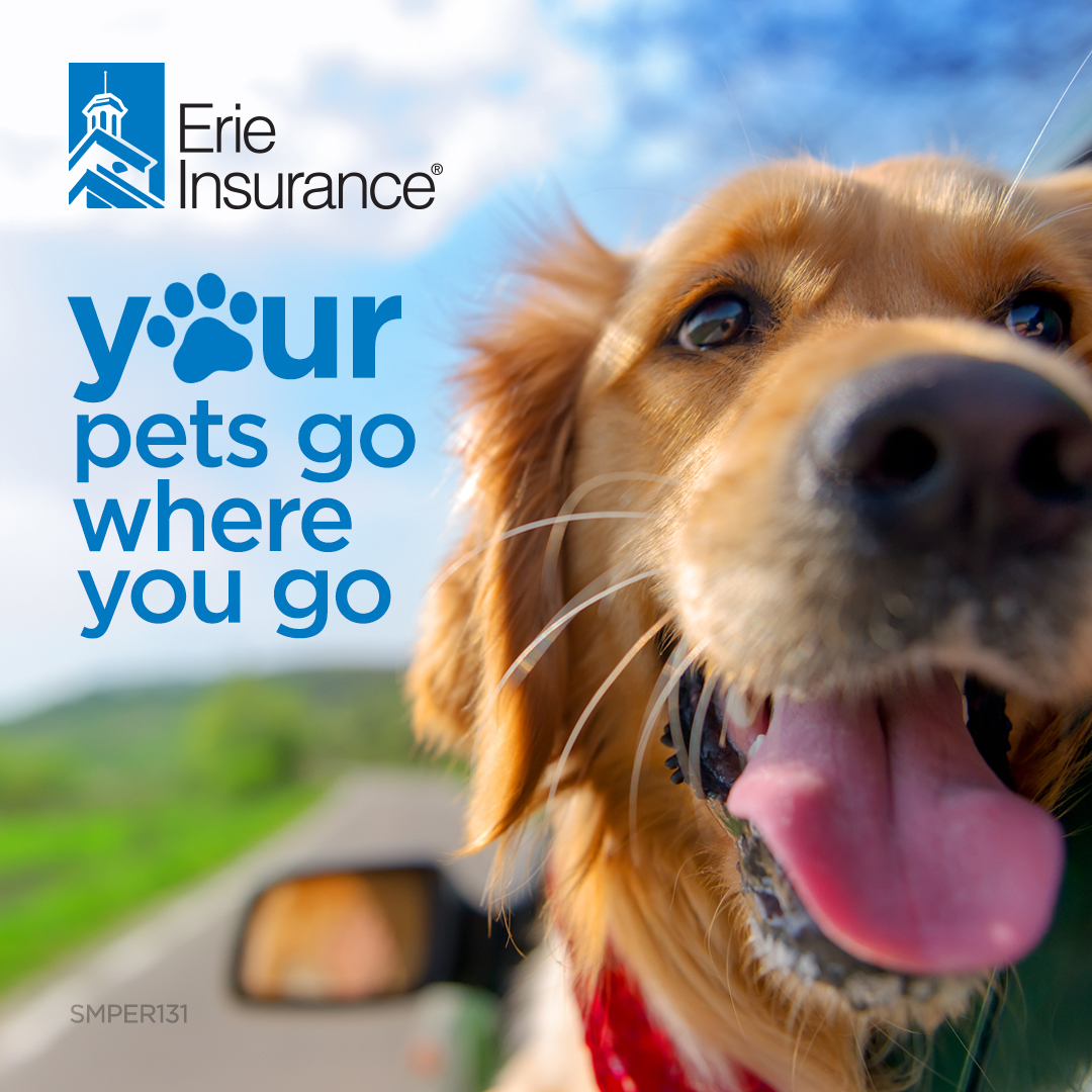 STInsurance's tweet image. Your pets go where you go. ❤️ And if there’s ever an accident while they’re riding with you, an auto policy from Erie Insurance helps cover vet treatment costs—up to $500 per pet, and up to $1,000 total. No extra charge. Just extra peace of mind for... sluri.us/nl90h6172