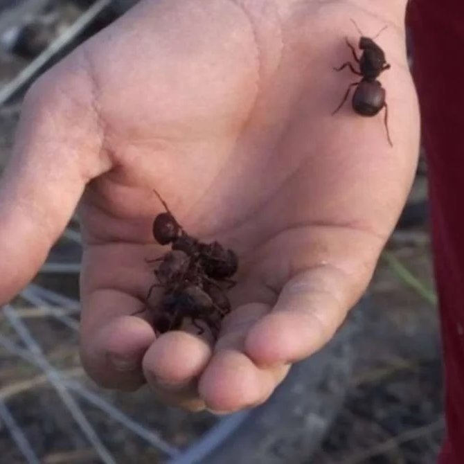 Mateus Angelo tweet media