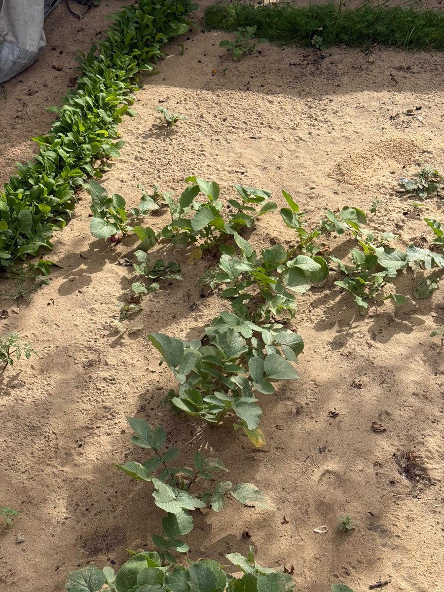 _Raji__'s tweet image. I want you to understand gardening strengthened my father and I's relationship. We cared for each seed during the ongoing genocide. Our story continues with your support 💚
gofund.me/20a010562