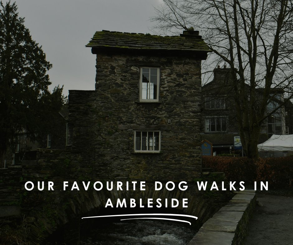 Windermereboats's tweet image. 🐶 Exploring Ambleside with your dog? You’re never far from a good walk.

From Rydal paths to Skelghyll Woods, here are our dependable favourites near Waterhead Pier. 🐾

🔗 ow.ly/BFVM50Yc82K

#Ambleside #LakeDistrict #DogFriendly
