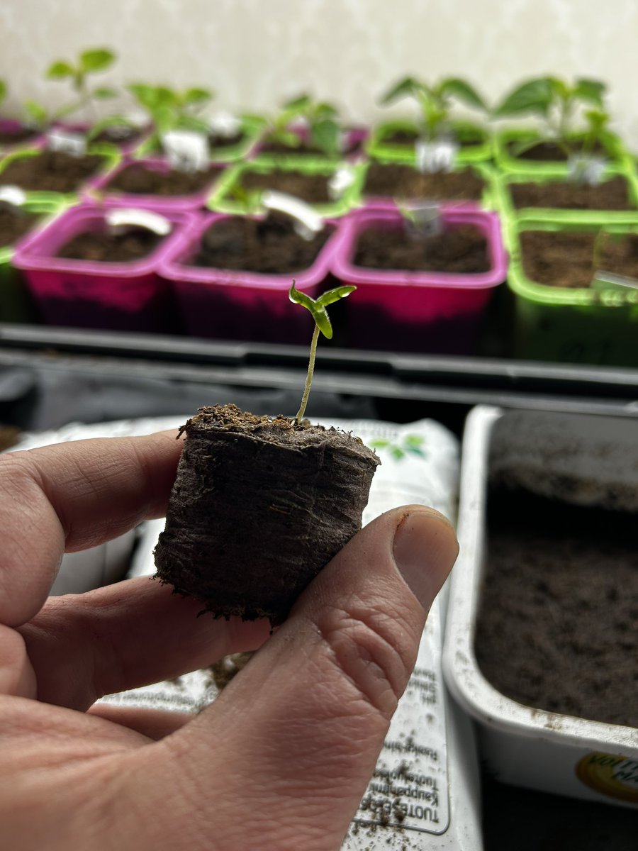 JosipQ's tweet photo. Chiliplanta med 3 hjärtblad. Alltid lika roligt när det dyker upp. Sort Purple Haze. https://t.co/tqxZklnROu