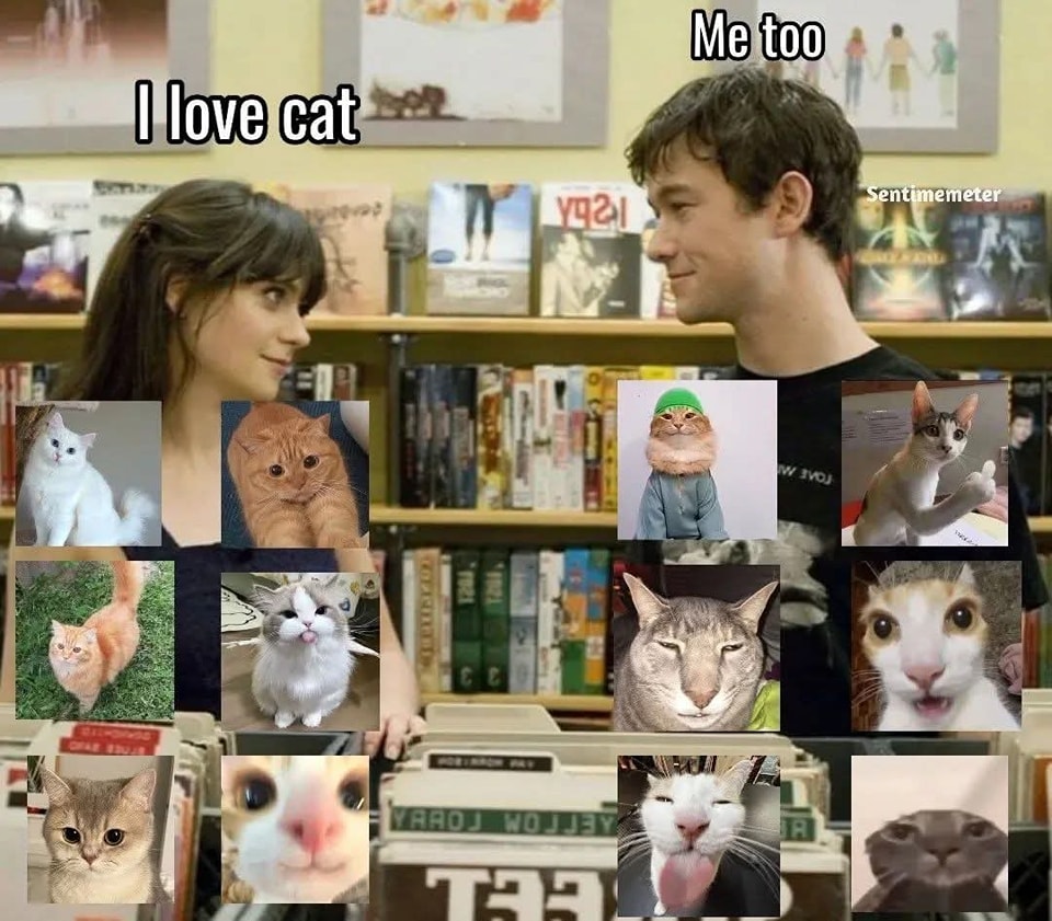 Punch Cat (@punchingcat) on Twitter photo 