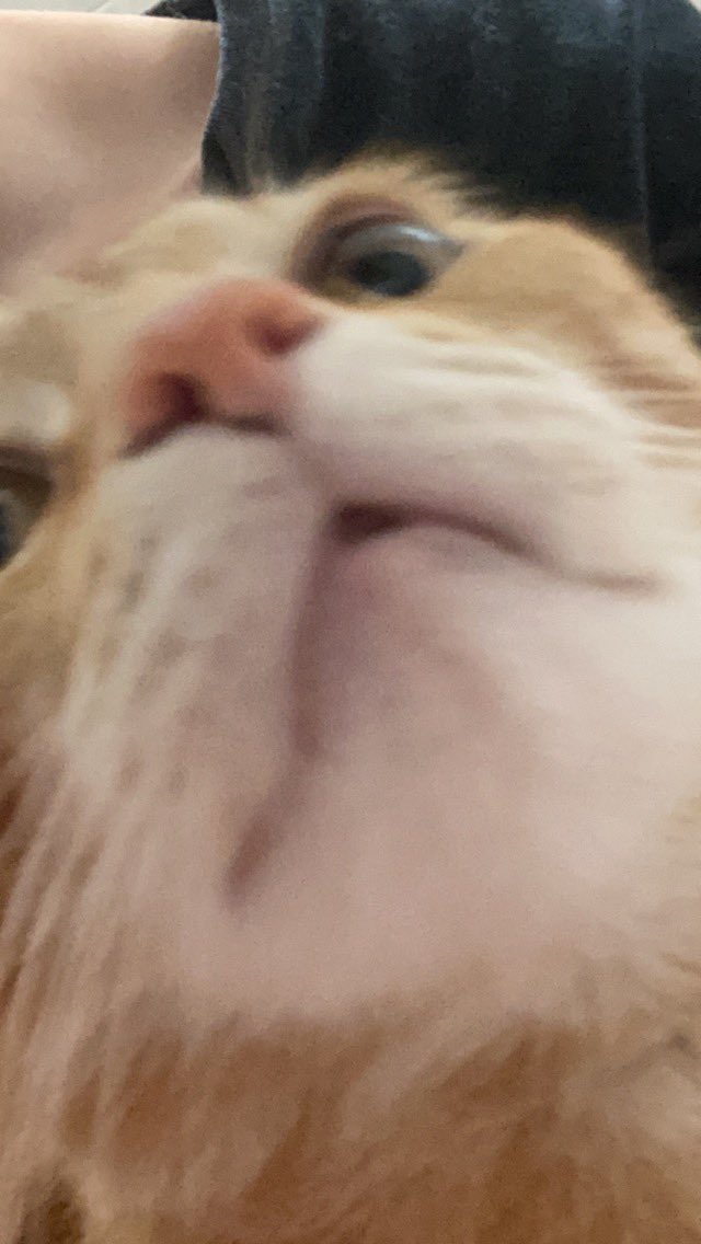 BugBuggyBoo's tweet photo. @hunterchrr @JoystickOW Thor is rooting for you https://t.co/konACrYsDR