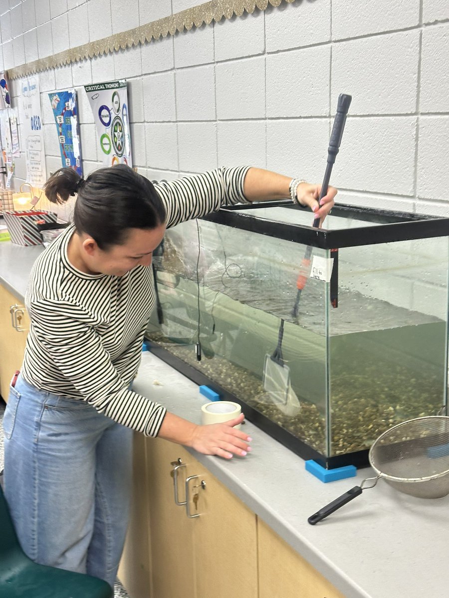 MLegats's tweet photo. Spent most of today with an awesome group of 4th graders cleaning tanks, rebuilding pumps and filters, testing water, and swapping it out to tackle high ammonia levels. Real, hands-on science in action! #STEMCoaching @JDenius @NobleLocal_SD @dailystem @TroutUnlimited https://t.co/zNUnDNrl4I