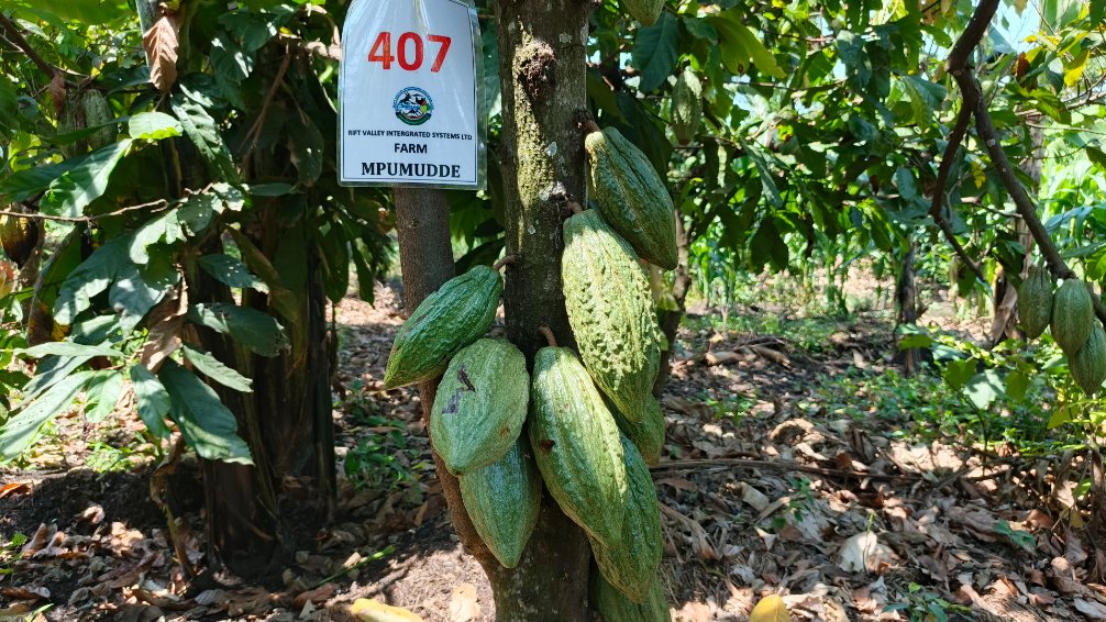 Tumwebaze Thomas tweet media