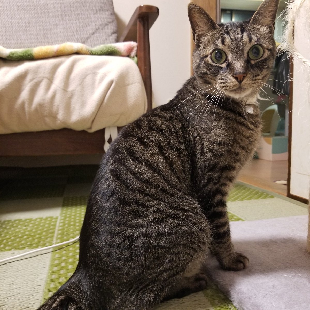 ckuma522's tweet photo. 2/10(火)17:37、リンパ腫の為テン君は亡くなりました。今まで応援ありがとう御座います。 https://t.co/0Wkd5GahQd