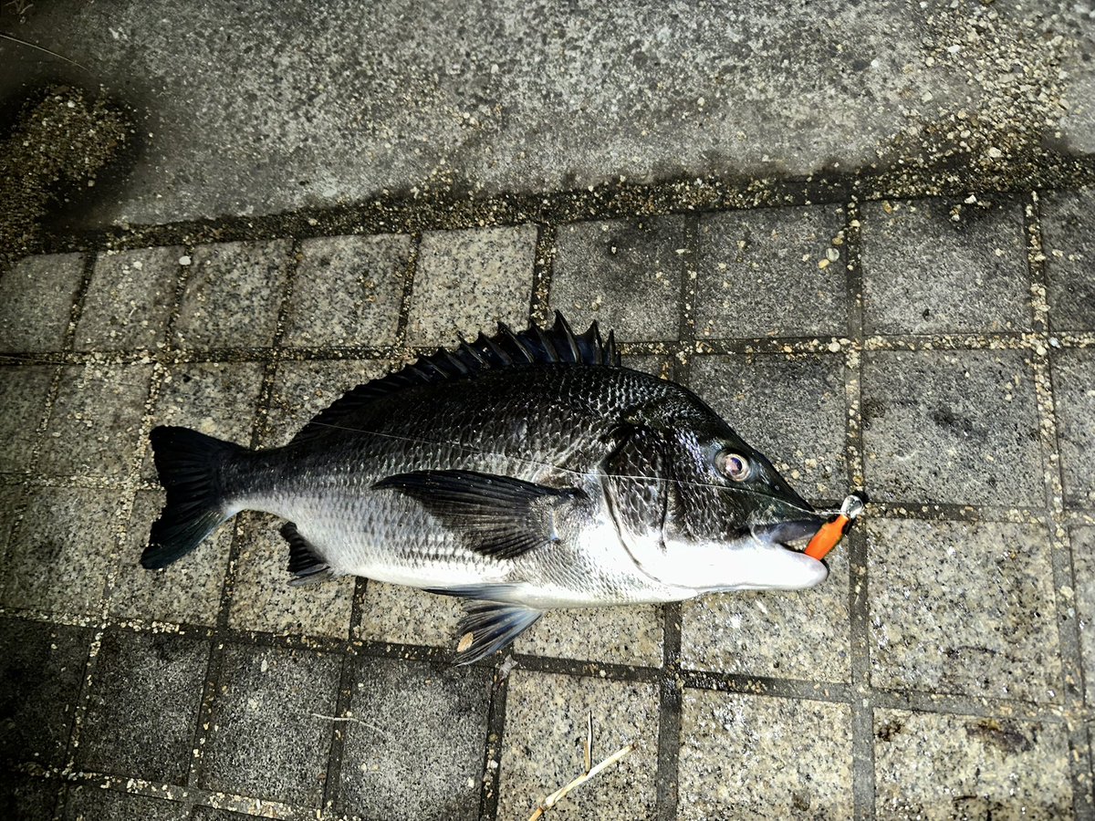 a_tnhs's tweet photo. 久しぶりの雨が上がったので、早速シーバスへ🎣 https://t.co/rCPEdciYck