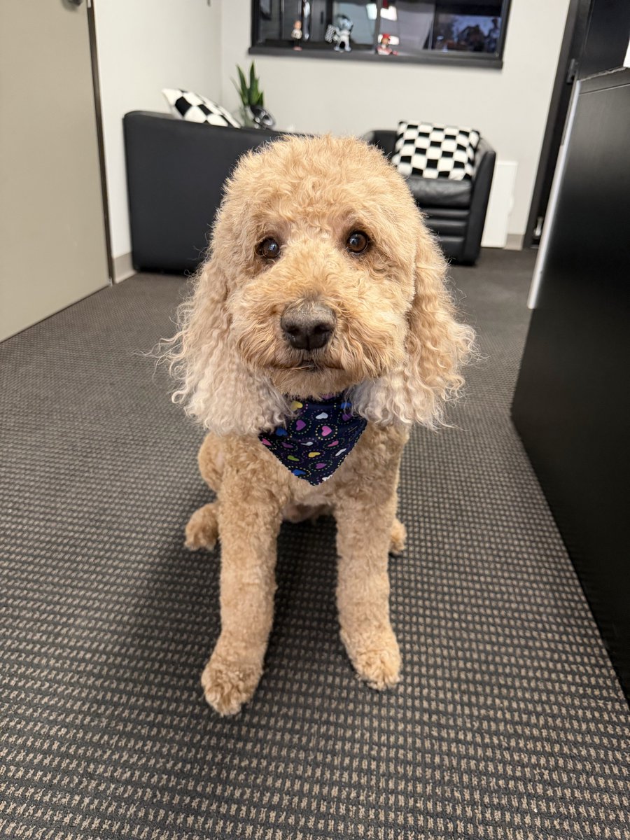 GatewayStanley's tweet photo. freshhh hairdo ✂️🐶 https://t.co/k8EGRRacEV