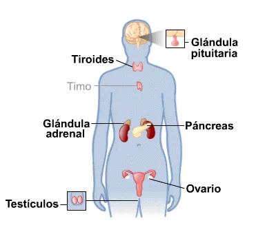 Vincentt1987's tweet photo. Tu cuerpo tiene un sistema que decide cuándo crecés, cuándo dormís, cuánta energía tenés y hasta cómo te sentís.

Y casi nadie sabe cómo funciona.

Se llama sistema endocrino.

Vamos por partes.

-Hilo-🧵 https://t.co/2PfVbi3E9l