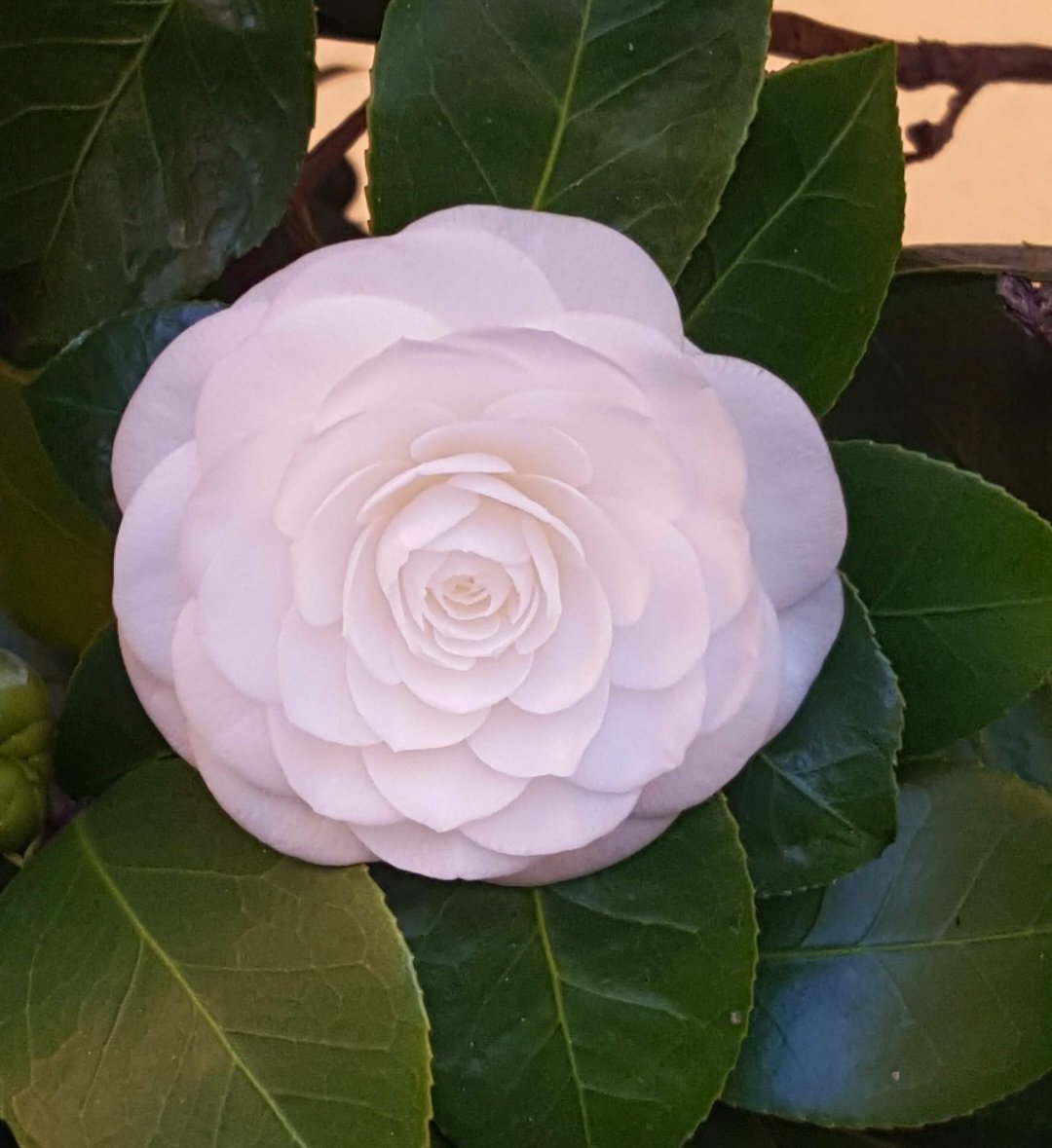 Maria Lea tweet media