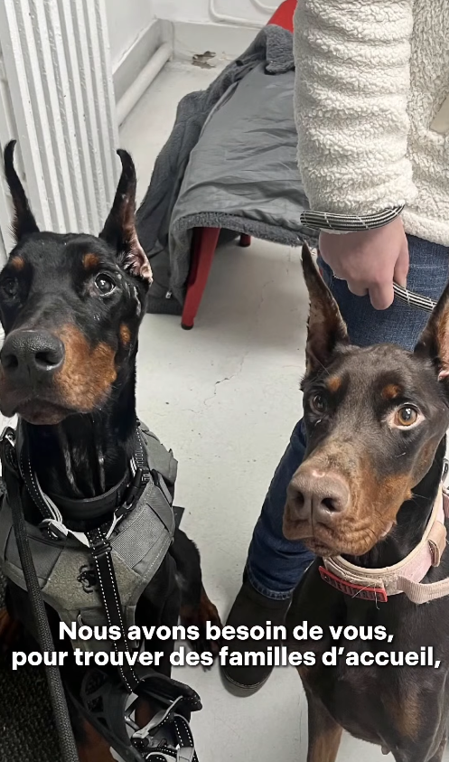 Brigade Animale Bénévole | BAB tweet media