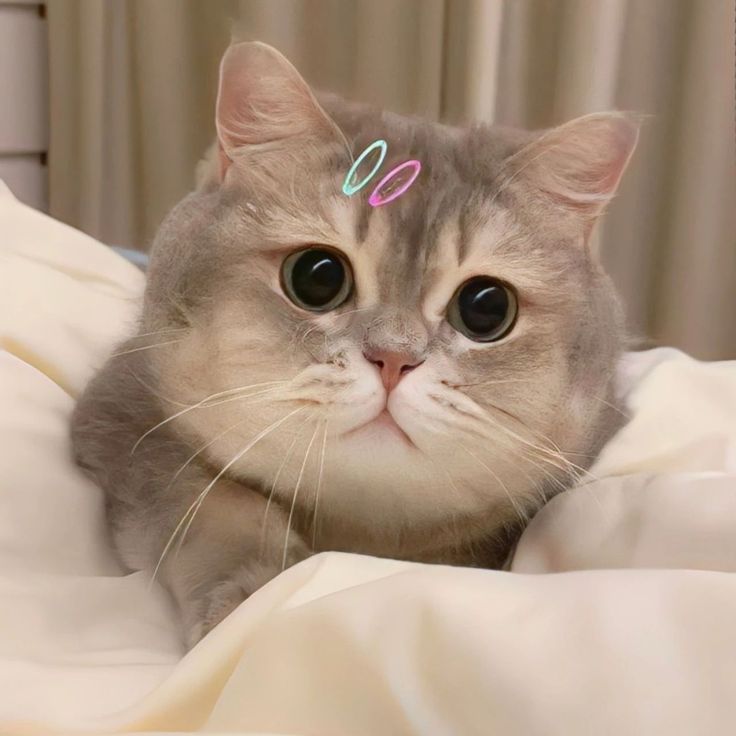 nekocatts's tweet image. 