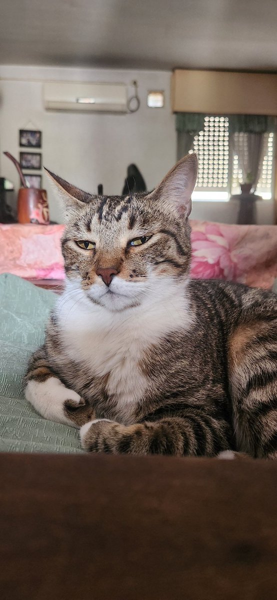 la cara de alguien que esta harto de escuchar que lo aman y que es el más lindo del mundo