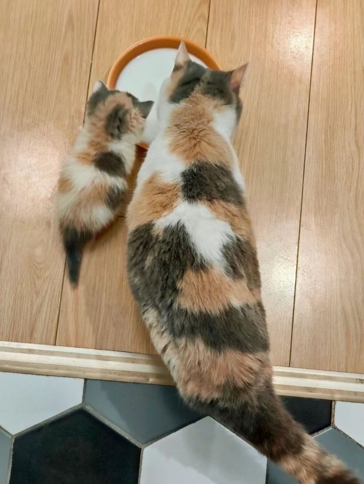 Cats all the way tweet media