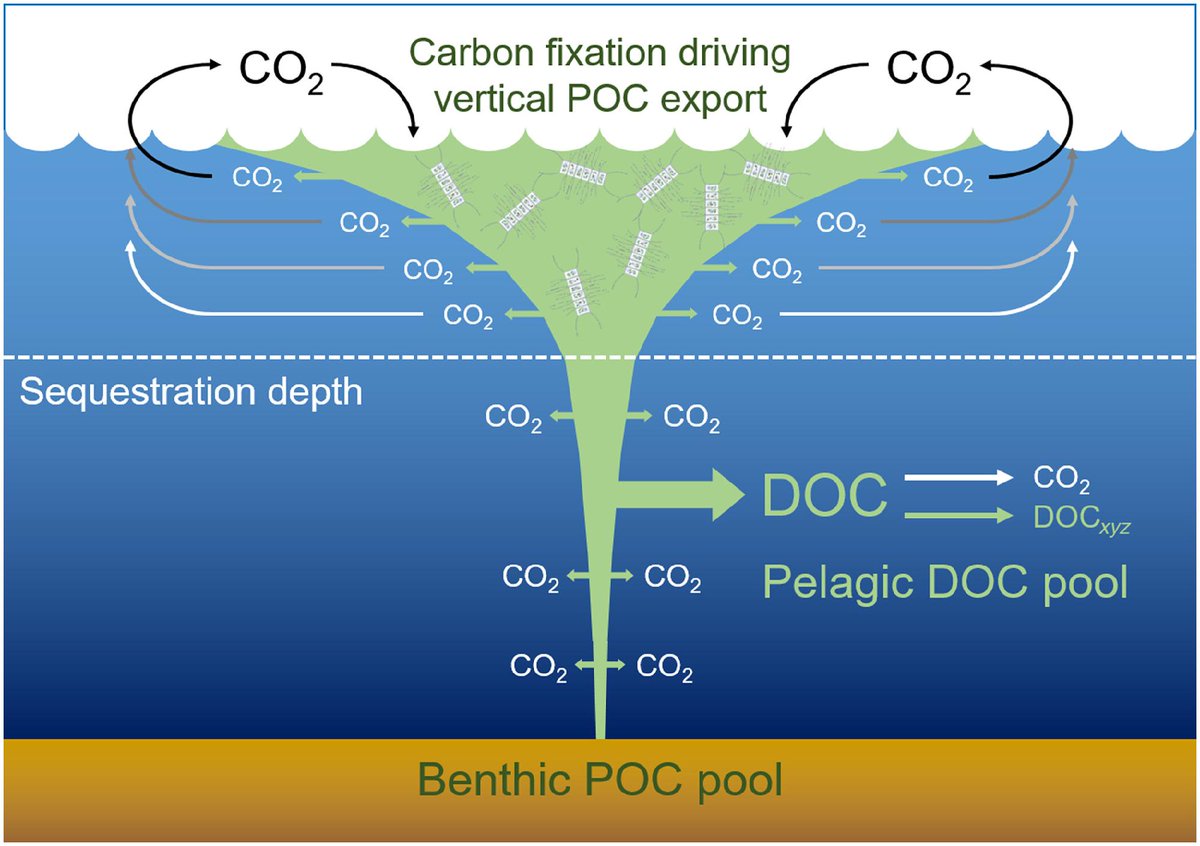 ScienceMagazine's tweet photo. Not all marine snow—oceanic dandruff made of fecal flakes, dead phytoplankton, and more—makes it to the seafloor. 

Researchers in @ScienceAdvances describe the deep-sea squeeze that causes carbon from these particles to leak into seawater before reaching the ocean’s bottom. https://t.co/QcBaV0i7xV