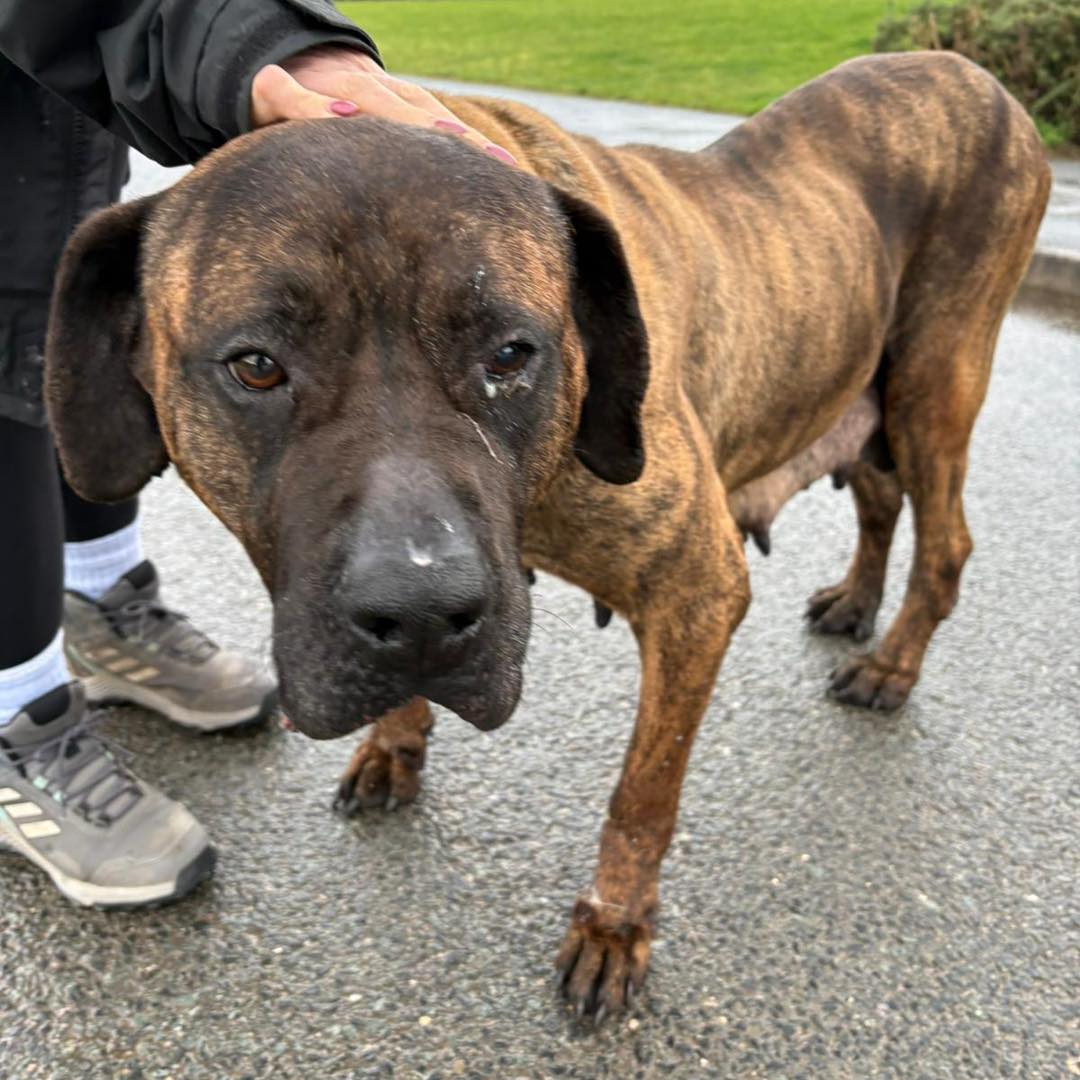Please retweet, when will someone act to stop breeders and online sales of pets? #UK Bridget #Birmingham 
Dumped by breeders!  7 Feb 2025
Yet another heartbreaking case to share with you 💔
Today, this poor girl was found tied up just inside the gates of our Birmingham Centre in