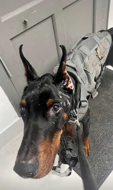 Brigade Animale Bénévole | BAB tweet media