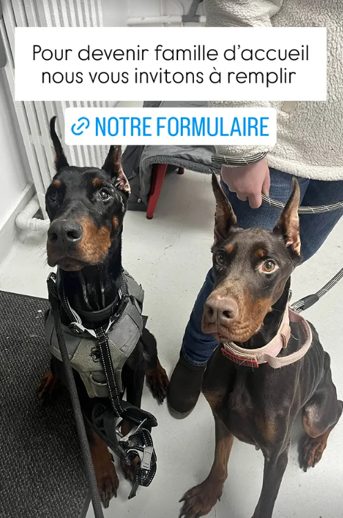 Brigade Animale Bénévole | BAB tweet media