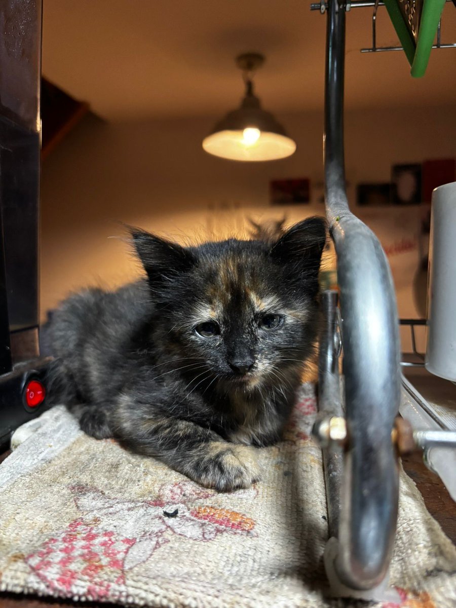 adopte a una gatita y están preguntandome el nombre. se llama como algo que me gusta mucho 🖤🖤
les presento a las tetas de Frank iero rebotando sin corpiño en huracan