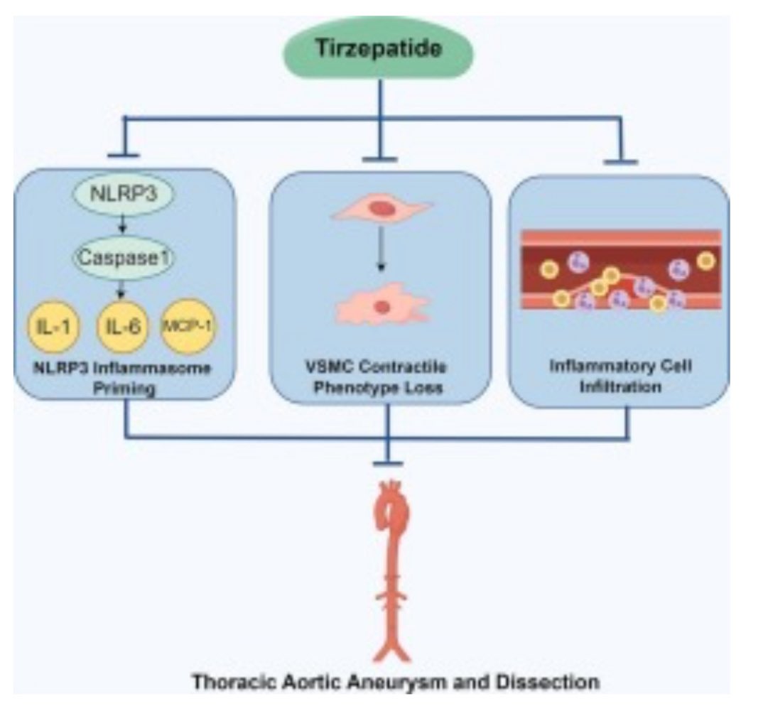 Prof. Dr. Güner Sönmez tweet media